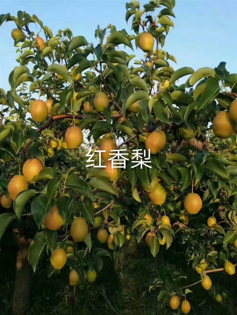 紅香梨樹(shù)苗
