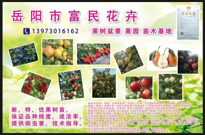 紅香梨樹(shù)苗