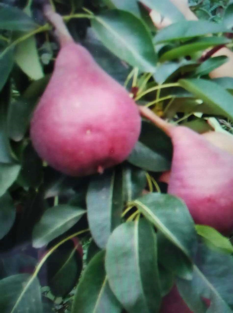 紅香梨樹(shù)苗
