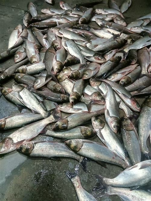 大量收購白鰱