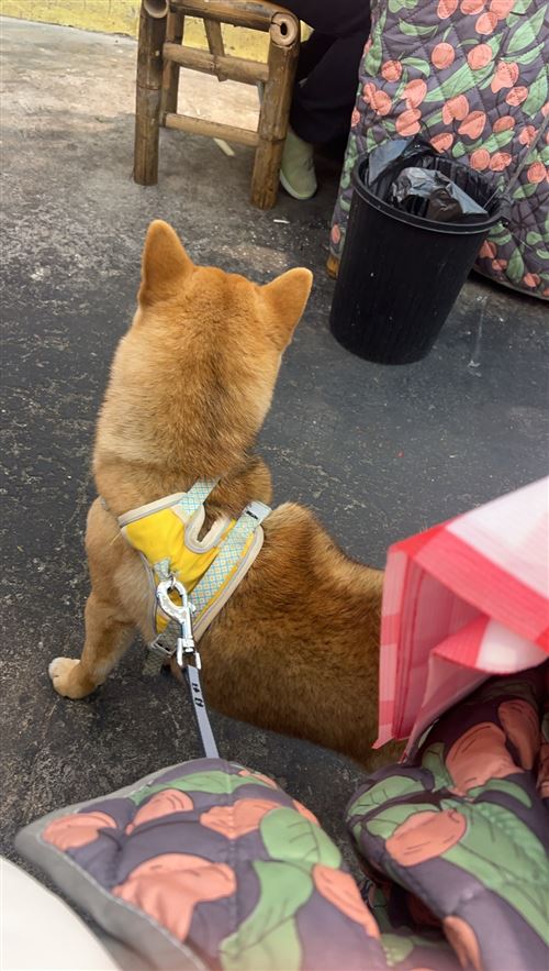 尋狗啟示 小狗回家