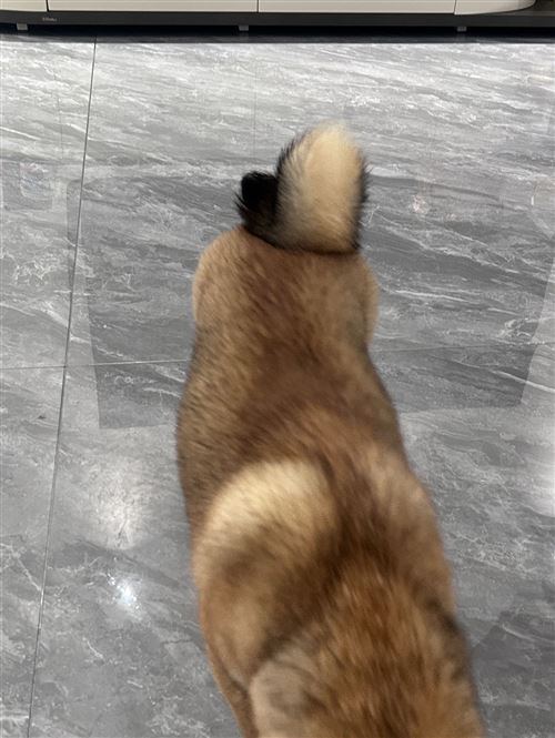 尋狗啟示 小狗回家