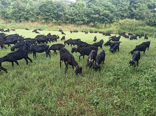 岳陽縣浩東生態放養黑山羊