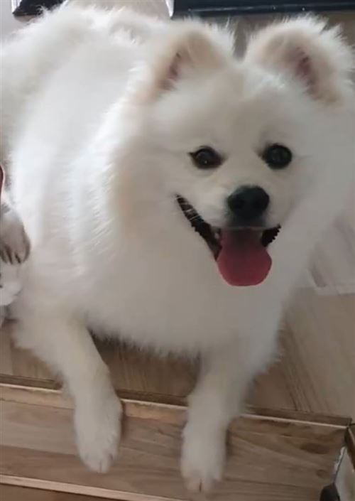 寶貝回家,尋狗啟示!