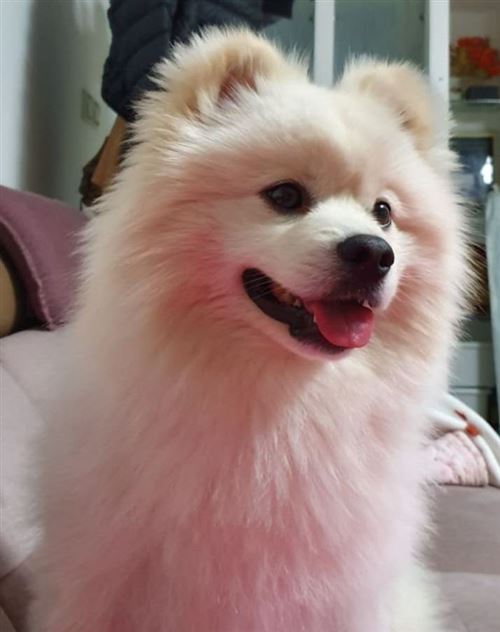 寶貝回家,尋狗啟示!