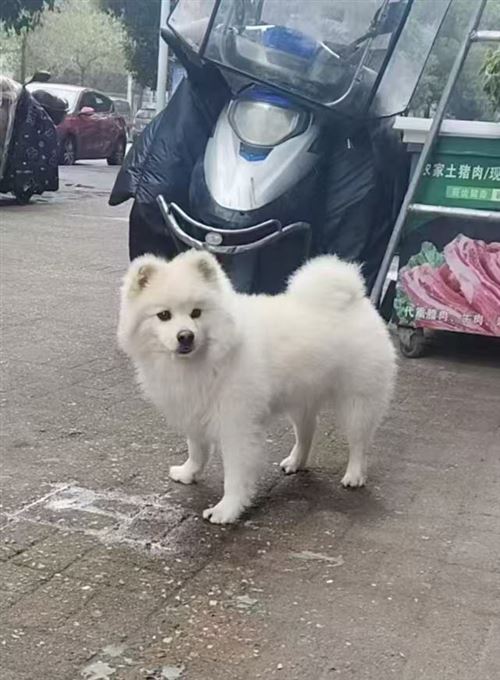 寶貝回家,尋狗啟示!