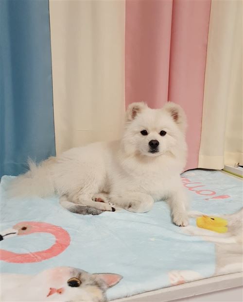 寶貝回家,尋狗啟示!