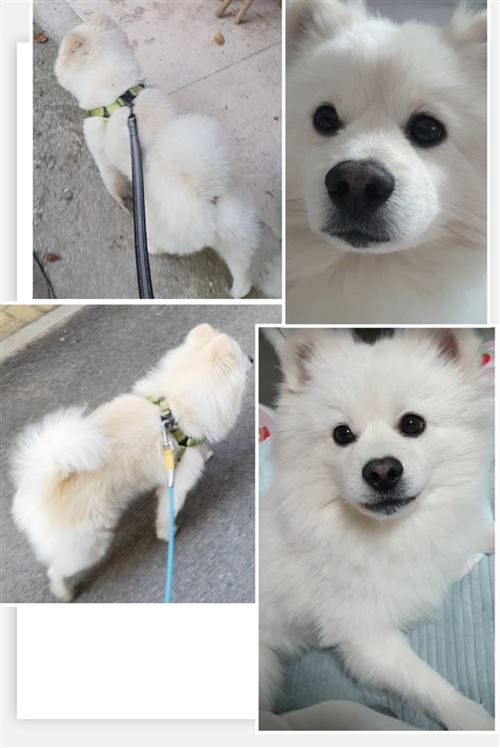 千元尋寵,我寶貝平安回家