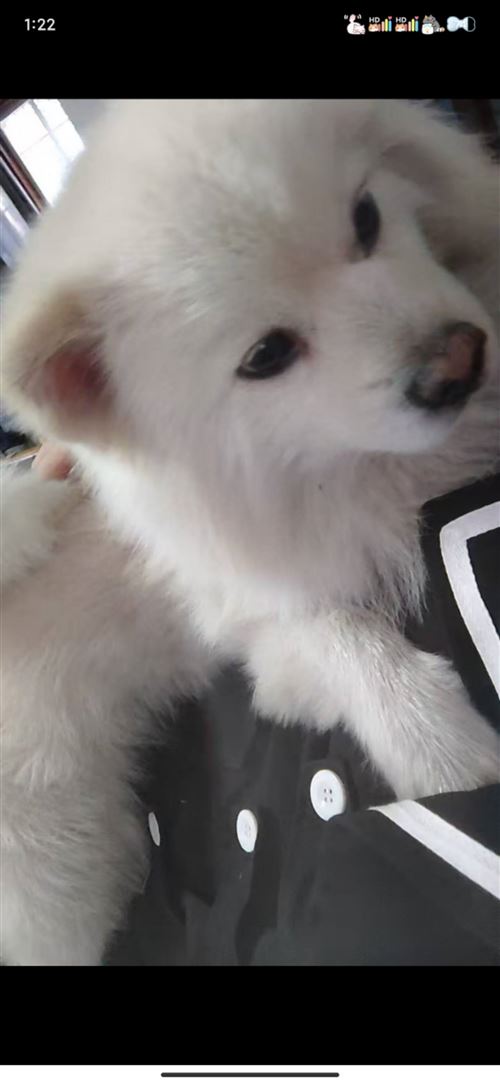 千元尋寵,我寶貝平安回家