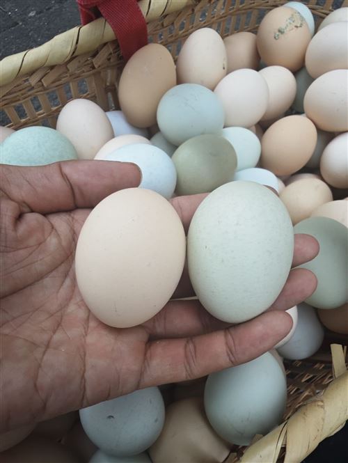 岳陽散養(yǎng)土雞蛋,皮蛋咸鴨蛋