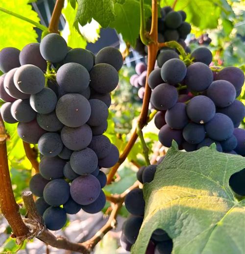 ??岳陽新墻夏黑葡萄福利來襲!新老朋友看過來~