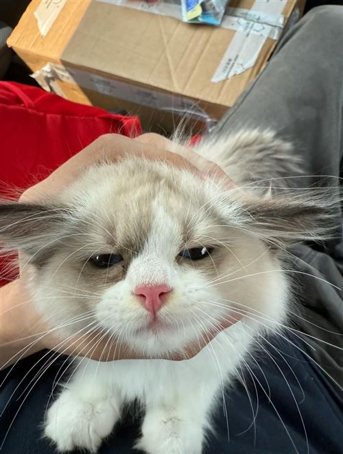 小償布偶 他說(shuō)超想和你一起回家