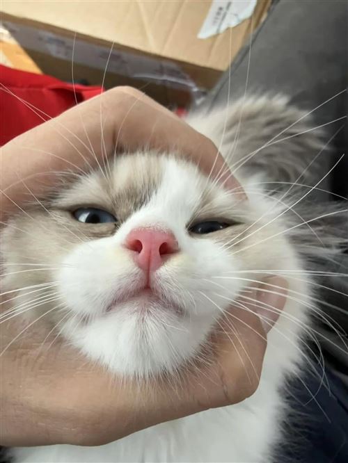 小償布偶 他說(shuō)超想和你一起回家