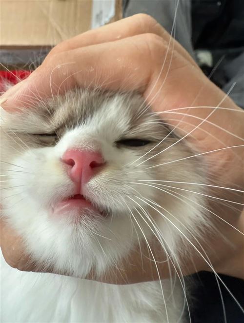 小償布偶 他說(shuō)超想和你一起回家