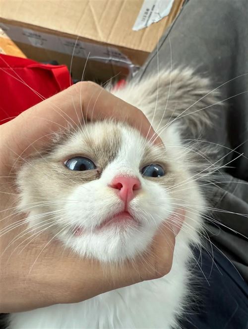 小償布偶 他說(shuō)超想和你一起回家