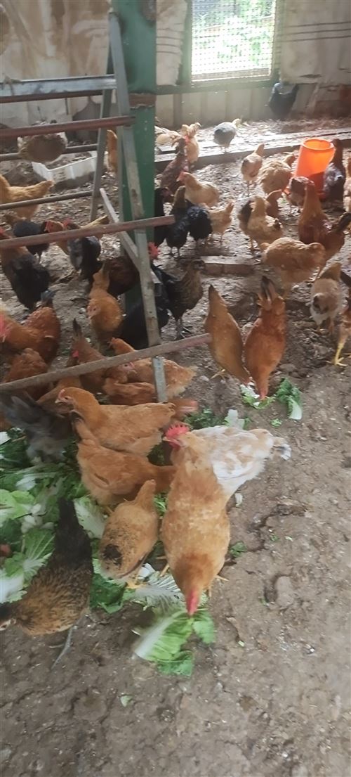 獅頭鵝,朗德鵝,貴妃雞苗,烏雞苗